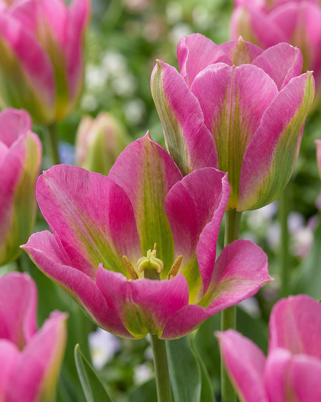 96x Tulipa Strawberry Lemonade - tulipán limonada de fresa - varios - floración primaveral - calibre del bulbo 11/12