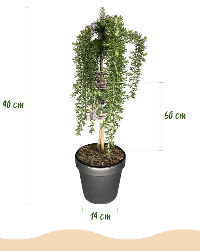 Romero rastrero - Perennifolio - Resistente al invierno - Flor morada - Maceta 19 cm Altura 90 cm