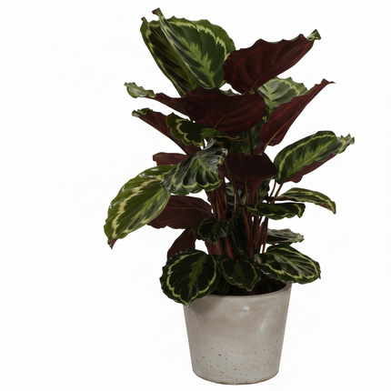 Calathea Medaillon - Ø19cm - ↕75cm
