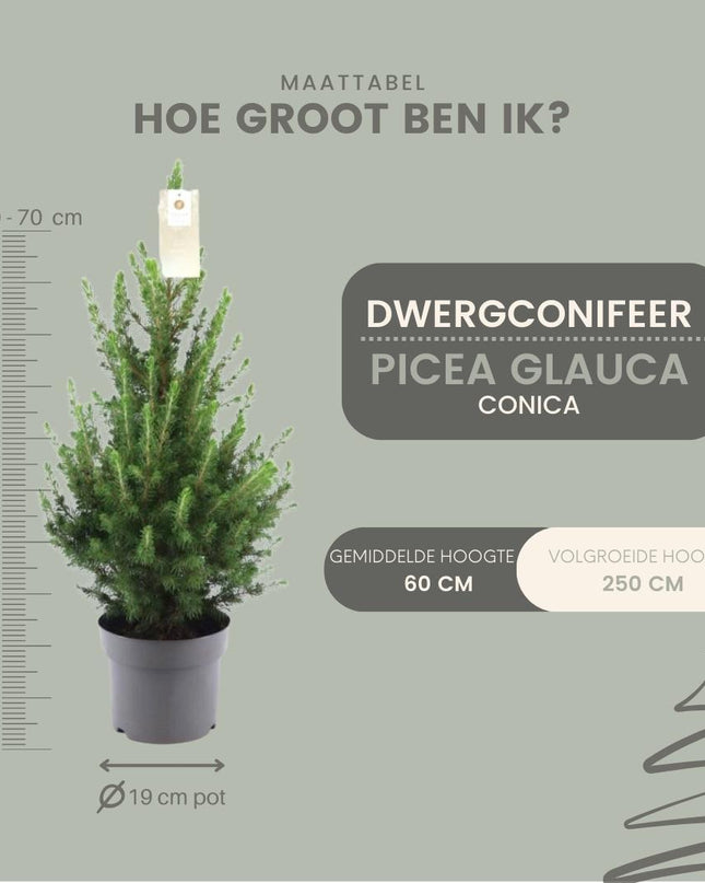 Kleine Kerstboom pot Ø19 cm - ca. 70 cm hoogte - Picea glauca Conica