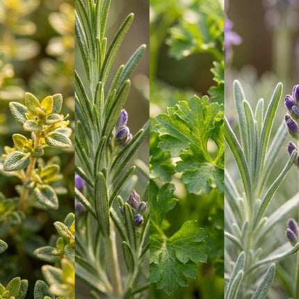 Miscela di Erbe Italiane - 8 Pezzi - Ø 12 cm - Altezza: 12-15 cm