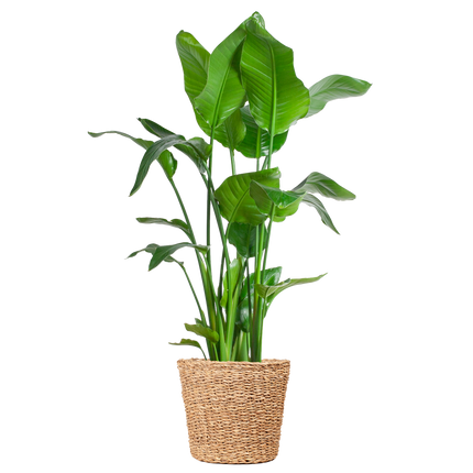 Strelitzia Nicolai XL met Torun mand - 140cm - Ø27