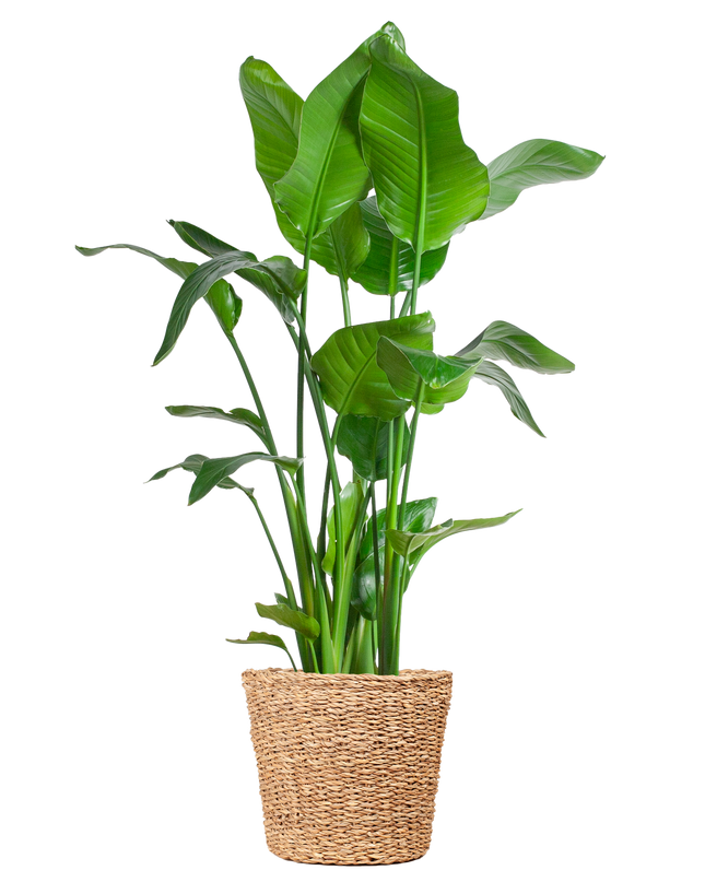 Strelitzia Nicolai XL met Torun mand - 140cm - Ø27