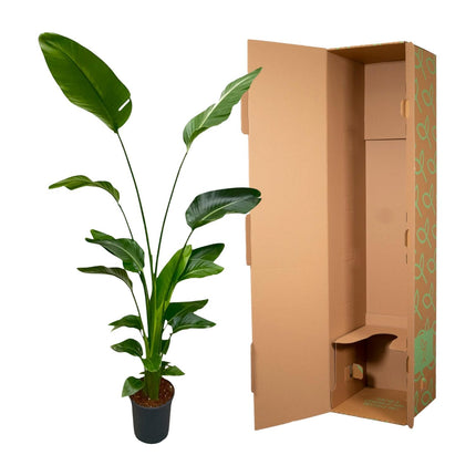 Strelitzia Nicolai - 170 cm - ⌀24