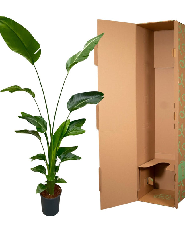 Strelitzia Nicolai - 170 cm - ⌀24