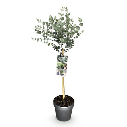 Eucalyptus gunni Azure - Terras Plant - Bladhoudend - Winterhard- Grijs Blad - Pot 19cm Hoogte 90cm