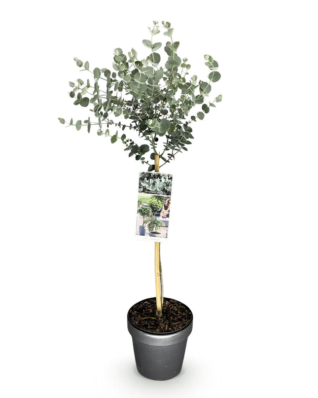 Eucalyptus gunni Azure - Pianta da terrazzo - Sempreverde - Resistente all'inverno - Foglia grigia - Vaso 19 cm Altezza 90 cm
