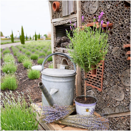 Lavandula stoechas Anouk auf Stamm - 15 cm Topf - Set aus 2 französischen Lavendeln auf Stamm