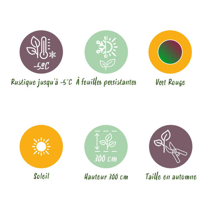 Bananen plant - 4 planten - Musa sikkemensis Red Tiger - Winterhard - Pot 12cm Hoogte 30cm