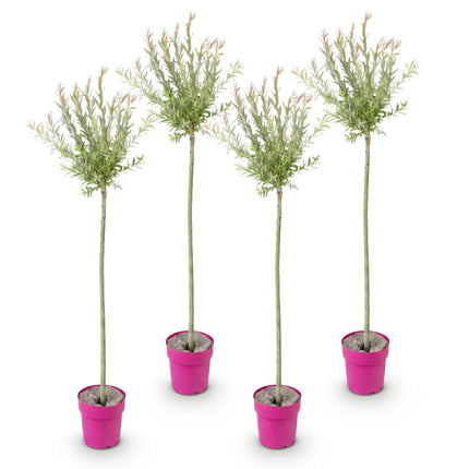 Salix Flamingo – 4 Pflanzen – Ø23 cm – ↕140–160 cm