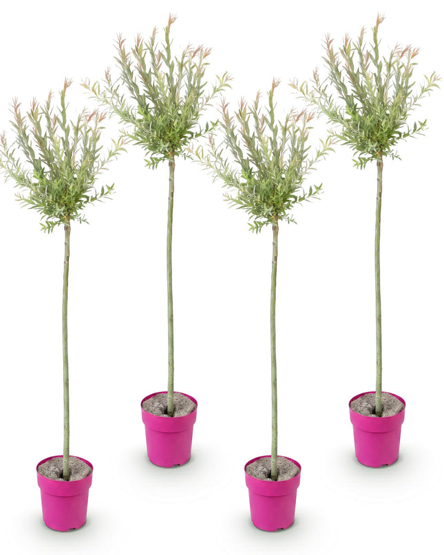 Salix Flamingo – 4 Pflanzen – Ø23 cm – ↕140–160 cm