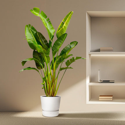 Strelitzia Augusta multi tallo XXL - 250 cm - ø30-40 - 🚚 Envío Gratis