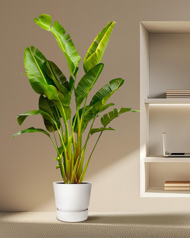 Strelitzia Augusta multi tallo XXL - 250 cm - ø30-40 - 🚚 Envío Gratis