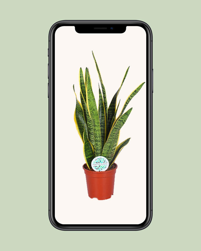 Sansevieria Trifasciata Laurentii - Ø17cm - ↕60cm