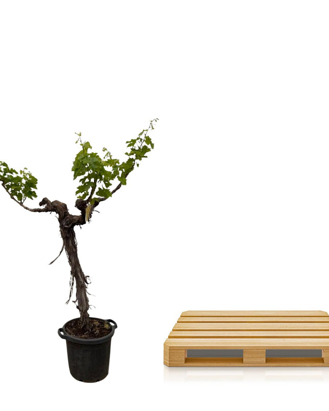 Druivenboom (Vitis Vinifera) stam vertakt - 220cm - ø55