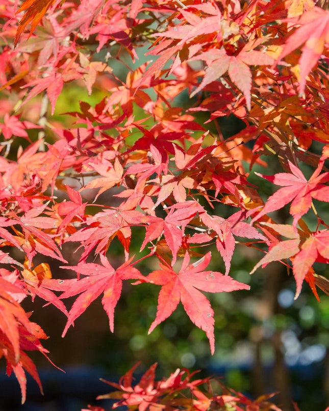 Acero giapponese - Acer palmatum Shaina - Rosso - 2 pezzi - Vaso 19 cm Altezza 70 cm