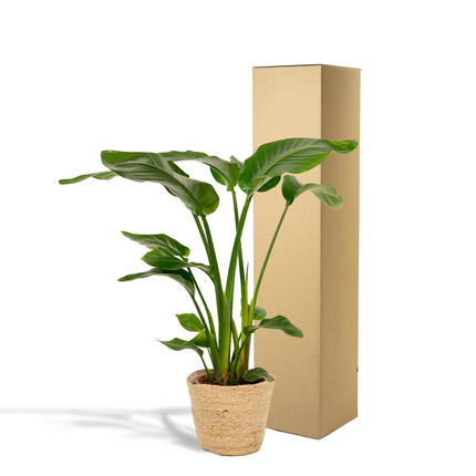 Strelitzia Nicolai incl. mand Selin - Ø19cm - ↕90cm