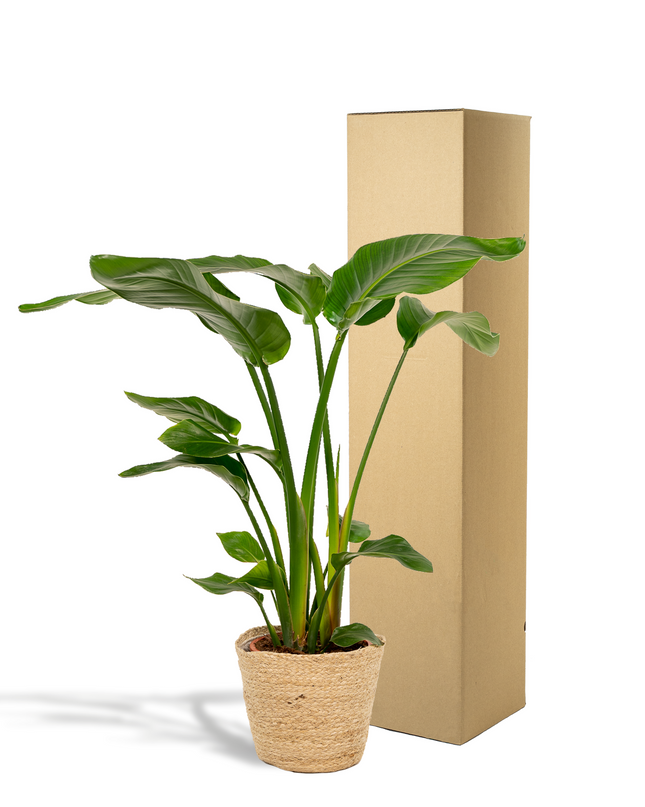 Strelitzia Nicolai incl. mand Selin - Ø19cm - ↕90cm