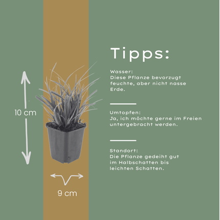 48x Carex morrowii - ↕10-25cm - Ø9cm