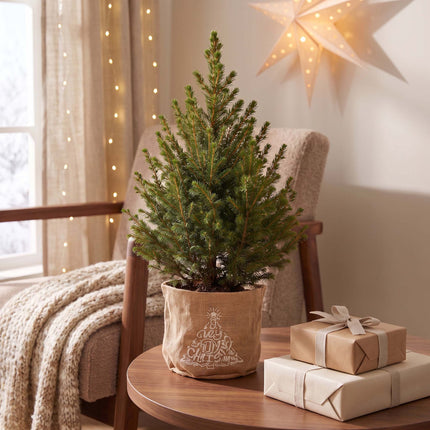 4x Kerstboom Picea glauca Conica - Kegelspar - incl. jute zak - Ø17cm - ↕65cm