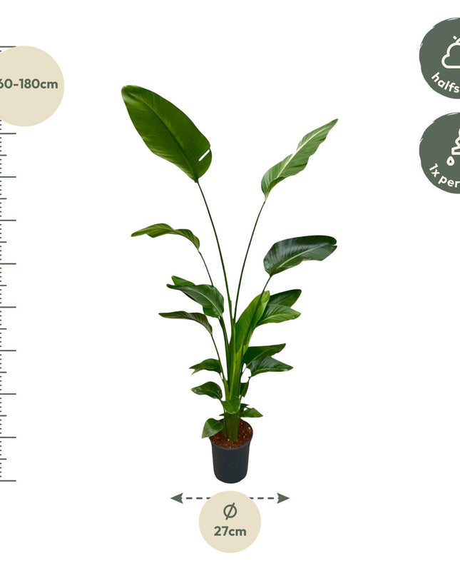 Strelitzia Nicolai - 170 cm - ⌀24