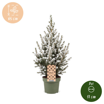 4x Kerstboom Picea glauca Conica - Kegelspar - Ø17cm - ↕65cm