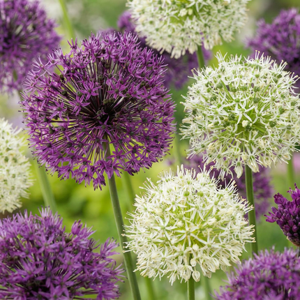 160x Allium Purple - White Mix - Violett-weiße Zierlauchmischung - Violett und Weiß - Sommerblüher - Zwiebelgröße 10/12