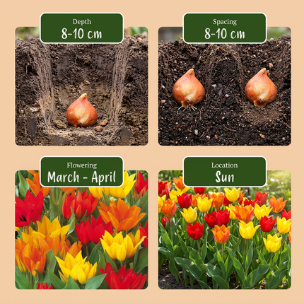 50x Tulipa Praestans Mix - Mélange de Tulipa Praestans - Divers - Floraison printanière - Calibre du bulbe 8/9