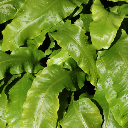 48x Asplenium scolopendrium - ↕10-25cm - Ø9cm