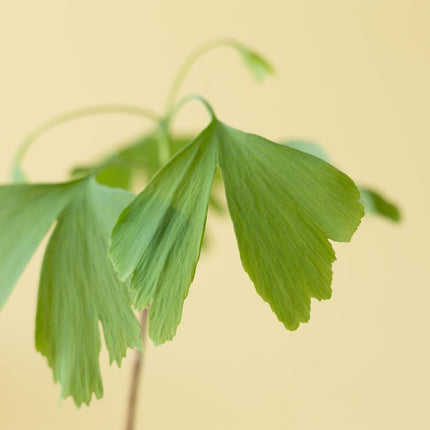 Levensboom - Brievenbuscadeau