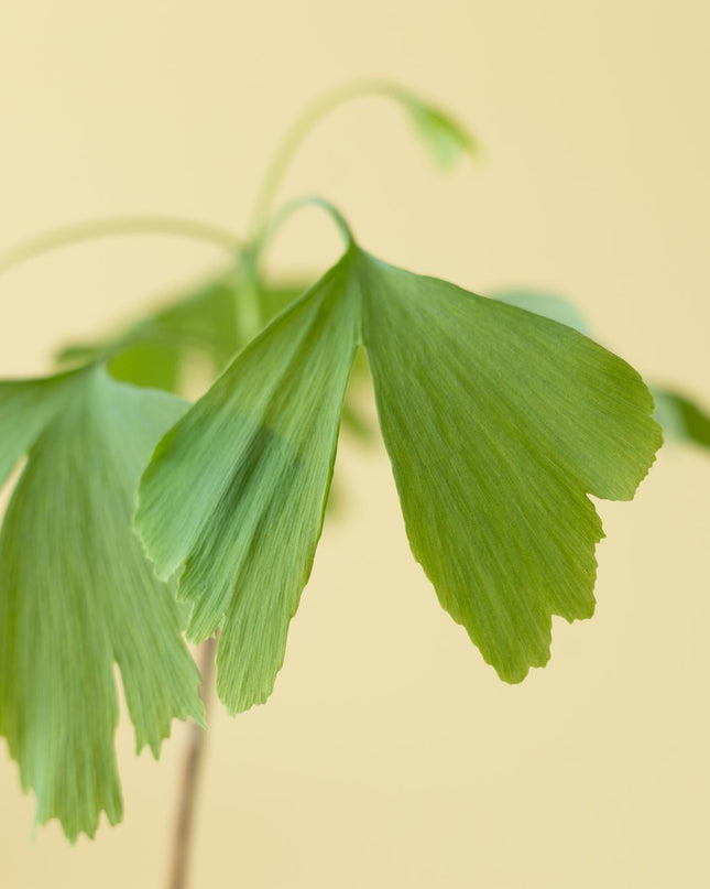 Levensboom - Brievenbuscadeau