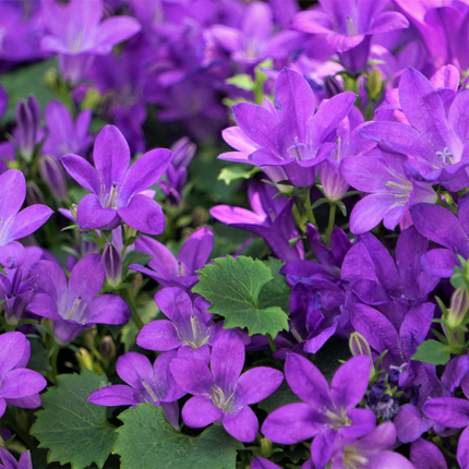 24x Campanula portenschlagiana - ↕10-25cm - Ø9cm
