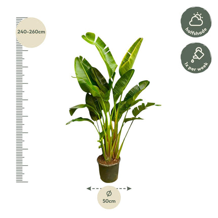 Strelitzia Augusta multi stam XXL - 250 cm - ø30-40