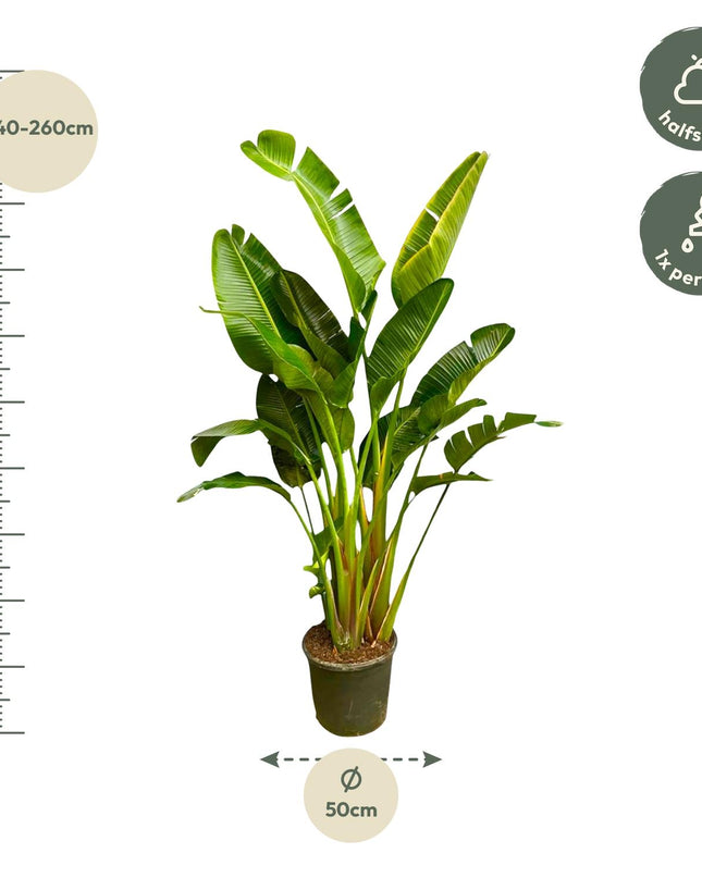 Strelitzia Augusta multi stam XXL - 250 cm - ø30-40