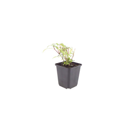 48x Centranthus ruber 'Coccineus' - ↕10-25cm - Ø9cm