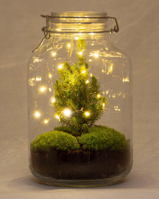 DIY terrarium - Jar Christmas - ↕ 28 cm