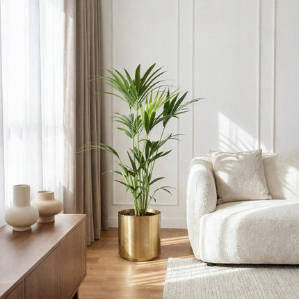Howea forsteriana – Kentiapalme – 2 Pflanzen – Topf 21 cm – Höhe 120–130 cm