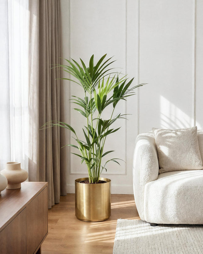 Howea forsteriana – Kentiapalme – 2 Pflanzen – Topf 21 cm – Höhe 120–130 cm