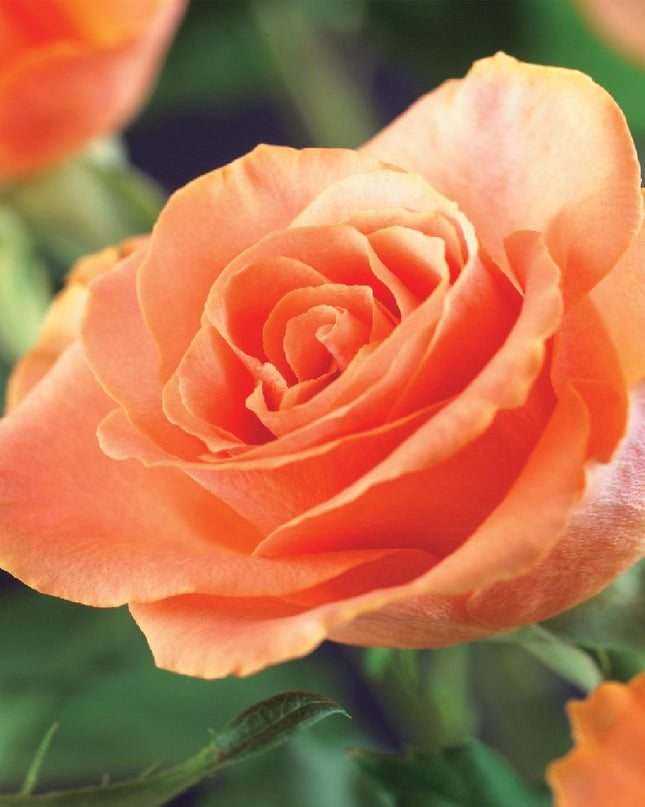 Klimroos Rosa Orange Climber - 2 planten - Bloem Oranje - Weinig onderhoud - - Pot 11cm Hoogte 40cm