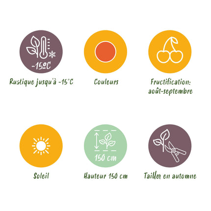 Goijbes Obstpflanzen - 6 Pflanzen - Bocksdorn - Winterhart - Topf 9 cm - Orange - Rote Frucht