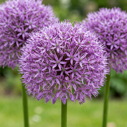 16x Allium Gladiator - Zierlauch - Violett - Sommerblüher - Zwiebelgröße 16/18