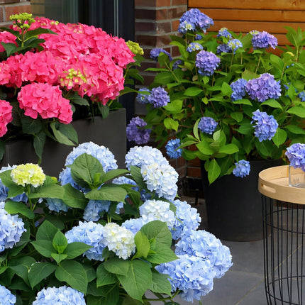 Hortensia Blauw - Hydrangea Endles Summer The Orginal Blue- 8 Planten - Pot 14cm - Hoogte 20-25cm