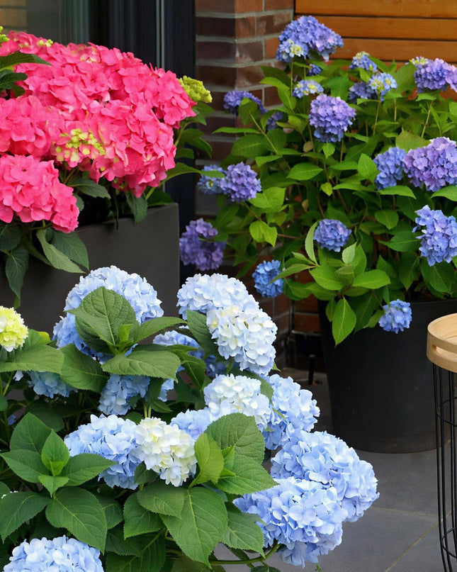 Hortensia Blauw - Hydrangea Endles Summer The Orginal Blue- 8 Planten - Pot 14cm - Hoogte 20-25cm