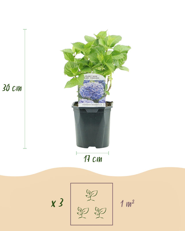 Hortensia - Hydrangea macrophylla Tricolour - Bloem Blauw, Roze en Wit  - 3 Planten - Bladverliezend - Weinig Onderhoud - Pot 17cm Hoogte 30cm