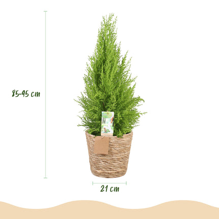 Cupressus Gold Crest Wilma - Conifera da interno + mandorla - Vaso 21cm - Altezza 85-95cm