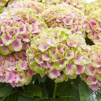 Hortensia -Roze  Hydrangea Magical Jewel Pink  - 2 Planten - Pot 23cm Hoogte 55cm