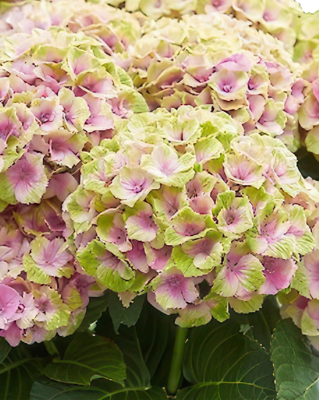 Hortensia -Roze  Hydrangea Magical Jewel Pink  - 2 Planten - Pot 23cm Hoogte 55cm