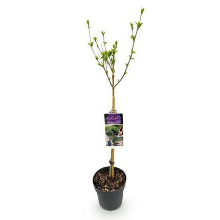 Hibiscus syriacus Lavendor Chiffon® – Terrassenpflanze – Laubabwerfend – Winterhart – Violette Blüte – Topf 19cm Höhe 90cm