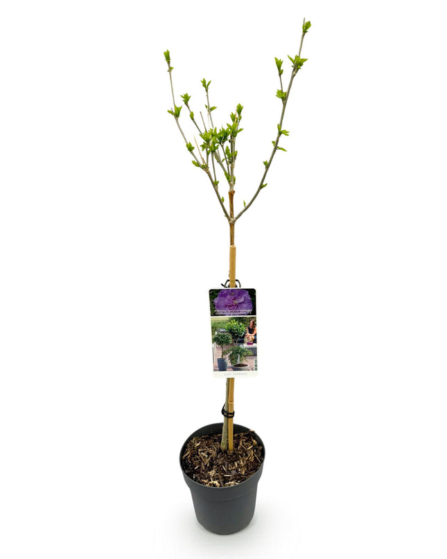 Hibiscus syriacus Lavendor Chiffon® – Terrassenpflanze – Laubabwerfend – Winterhart – Violette Blüte – Topf 19cm Höhe 90cm