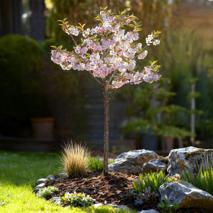 Prunus incisa Koujou-no-mai – Terrassenpflanze – sommergrün – winterhart – weiße Blüte – Topf 19cm Höhe 90cm